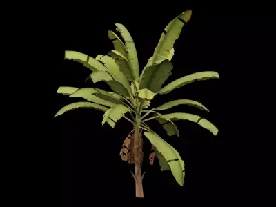 Banana Plant Low-poly 3D model