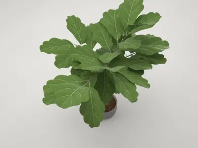 Pro - little Oak in Pot 3D model