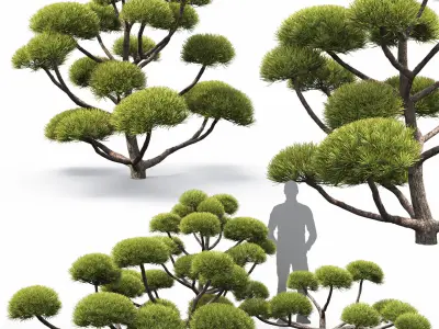 Pinus Nivaki 01 3D model