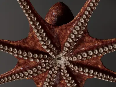  Octopus Multicolor 3D Model 