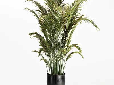 Areca Palm Indoor-Set002