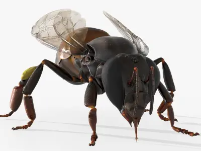  Midair Pollen Bee Animated Rigged For Blender 