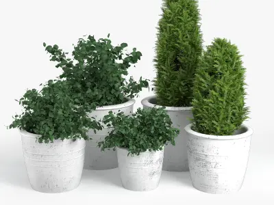 Bushes three potted plants 3D model