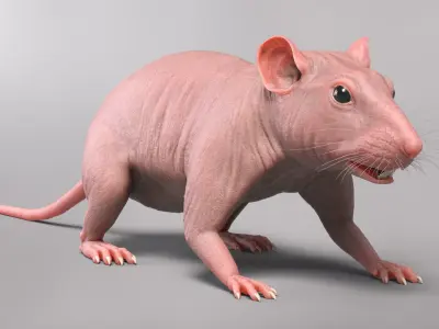  Rat Hairless 