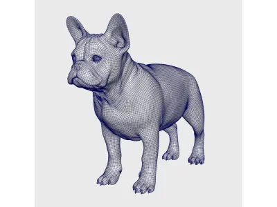  french bulldog 