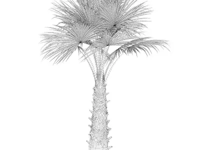 Windmill Palm 3D model