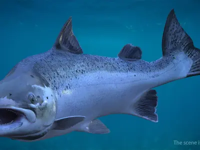  Animated Swims Atlantic Salmon Fish Rigged for Cinema 4D 