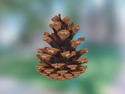Pine Cone  3D model