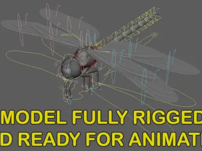  Dragonfly Southern Hawker (Animated) 