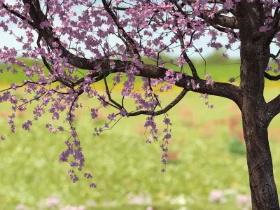  Flowering Cherry Tree 