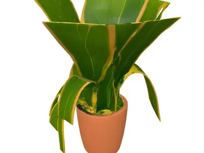 Potted Snake Plant Houseplant Low-poly 3D model