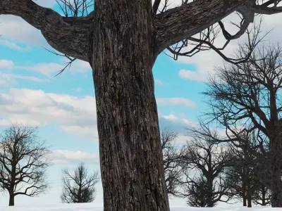 animation winter forest ver-1-0 3D model