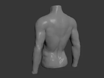 Male Mannequin Torso 3D model