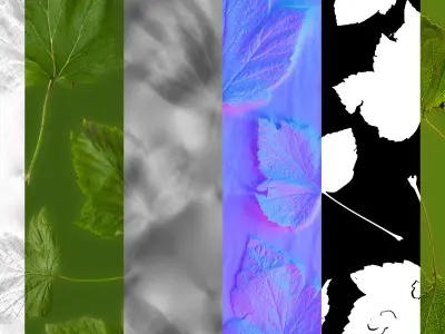 Garden trees leaves atlases Texture