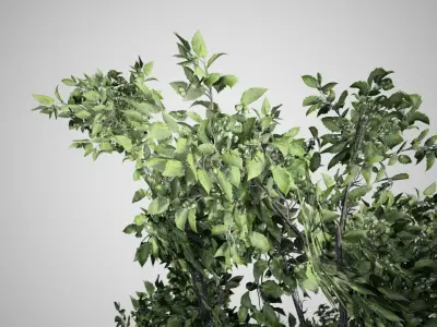 Common Hazel tree Low-poly 3D model