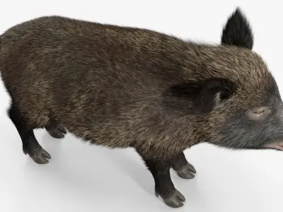  Wild Boar Female Fur Rigged for Maya 