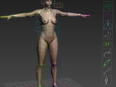  3DS MAX RIGGED Male and Female Anatomy Complete Pack (Textured) 