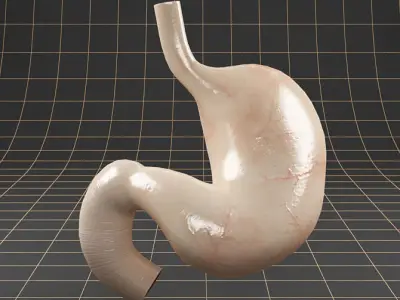 Anatomy stomach 3D model