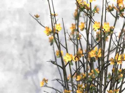 Yellow Forsythia in Vase 3D model