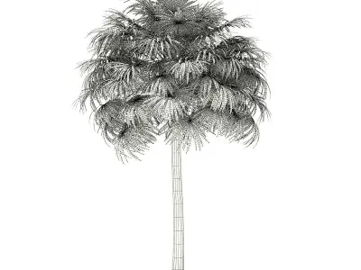 Thatch Palm Tree 3D Model 10m 3D model