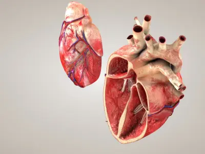  Heart with Anatomical Cross Section 