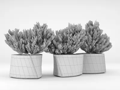 BILBAO Thuja 3D model