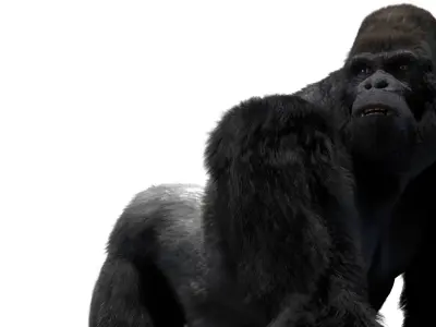  Mountain Gorilla Fur Rigged 3D 