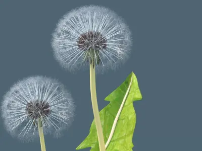 Dandelion 3D model