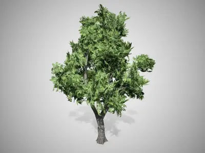 Green Ash Tree Low-poly 3D model