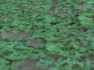 Clover grass 3D model