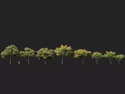 Highpoly - Low Poly - Koelreuteria paniculata - golden rain tree Low-poly 3D model