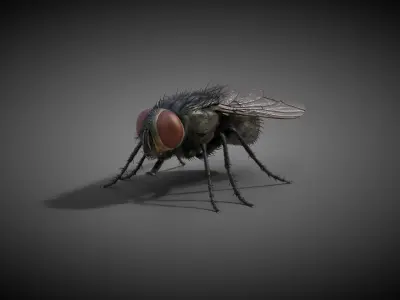  Housefly Animated 