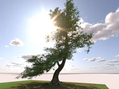 San Benedetto plane tree 3D model