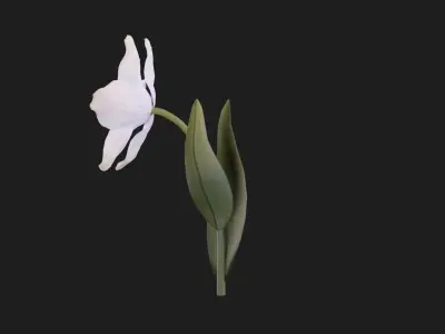 Tulip Flower Animated Low-poly 3D model