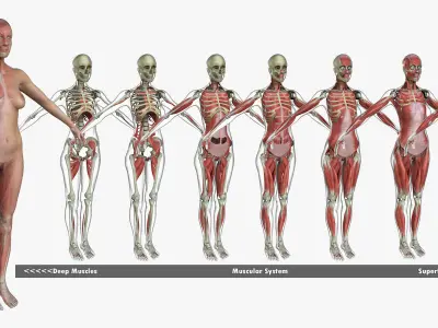 African American and Caucasian Female Anatomy 3D model