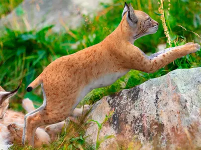 Lynx Cub in Jumping Pose for 3D Print 