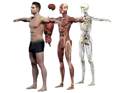  Male Anatomy Complete Pack 3D 