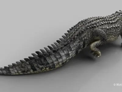  Alligator PRO 