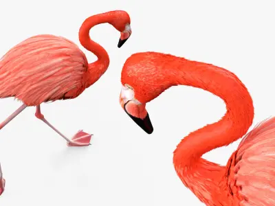  Pink Flamingo Bird in Walking Pose 