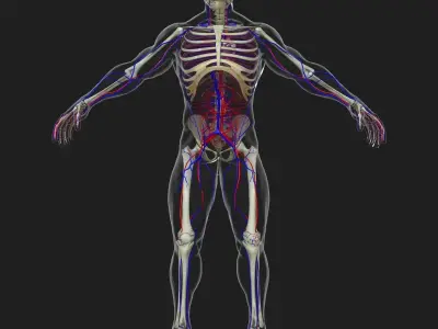 Circulatory System with Skeleton 3D model