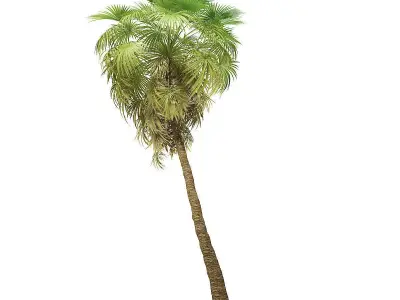 California Palm Tree 3D Model 10m 3D model
