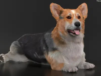  Tricolor Welsh Corgi Pembroke Resting Pose Fur 