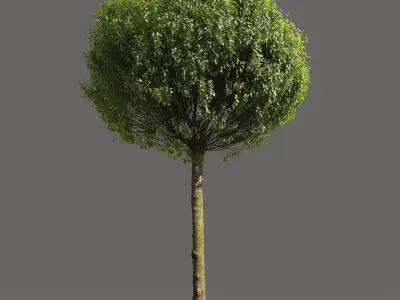 Globe Cherry Prunus Eminens Umbraculifera - 3 unique 3D models 3D model