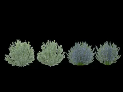 Shrub Rosmarinus 2 Low-poly 3D model