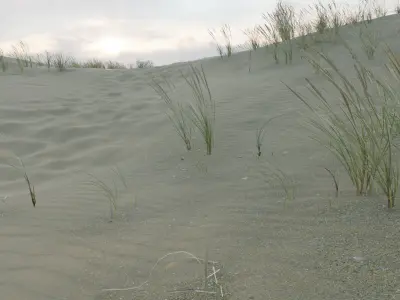 Beach Scene - Sand Dunes 3D model