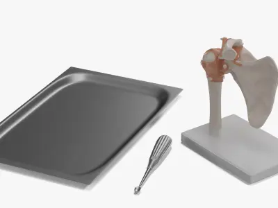  Anatomical Model of Shoulder Joint with Volkmann Bone Curette 