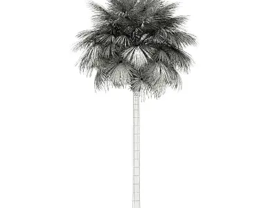 Sabal Palm Tree 3D Model 11m 3D model