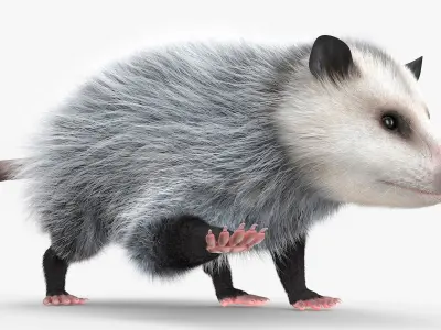  Opossum Eating Fur Animated Rigged for Cinema 4D 