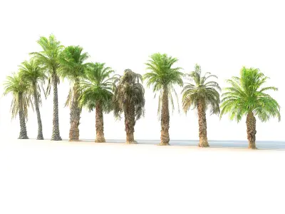  Palm Animated Pack 9 