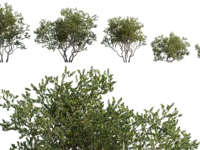  Bundle 06 - Japanese garden 